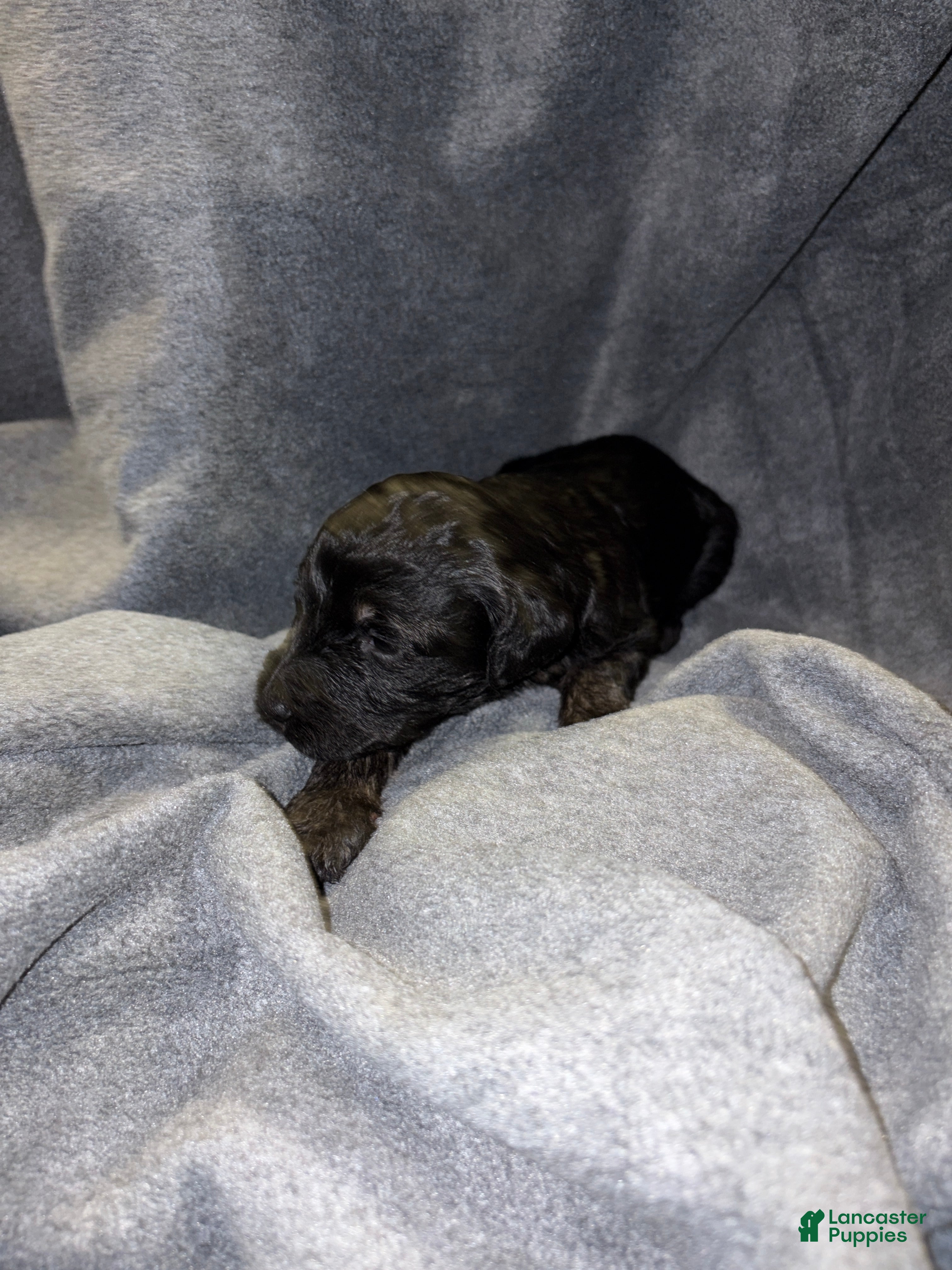 Bernedoodle dogs Brownie Puppy 10 - Ad 10