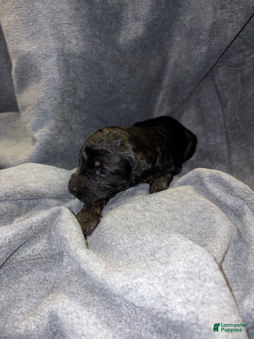 Bernedoodle dogs for sale: Brownie Puppy 10 - Ad 1