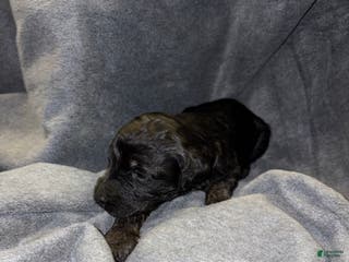 Bernedoodle dogs Brownie Puppy 10 - Ad 14