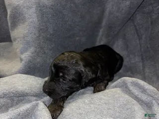 Bernedoodle dogs Brownie Puppy 10 - Ad 33