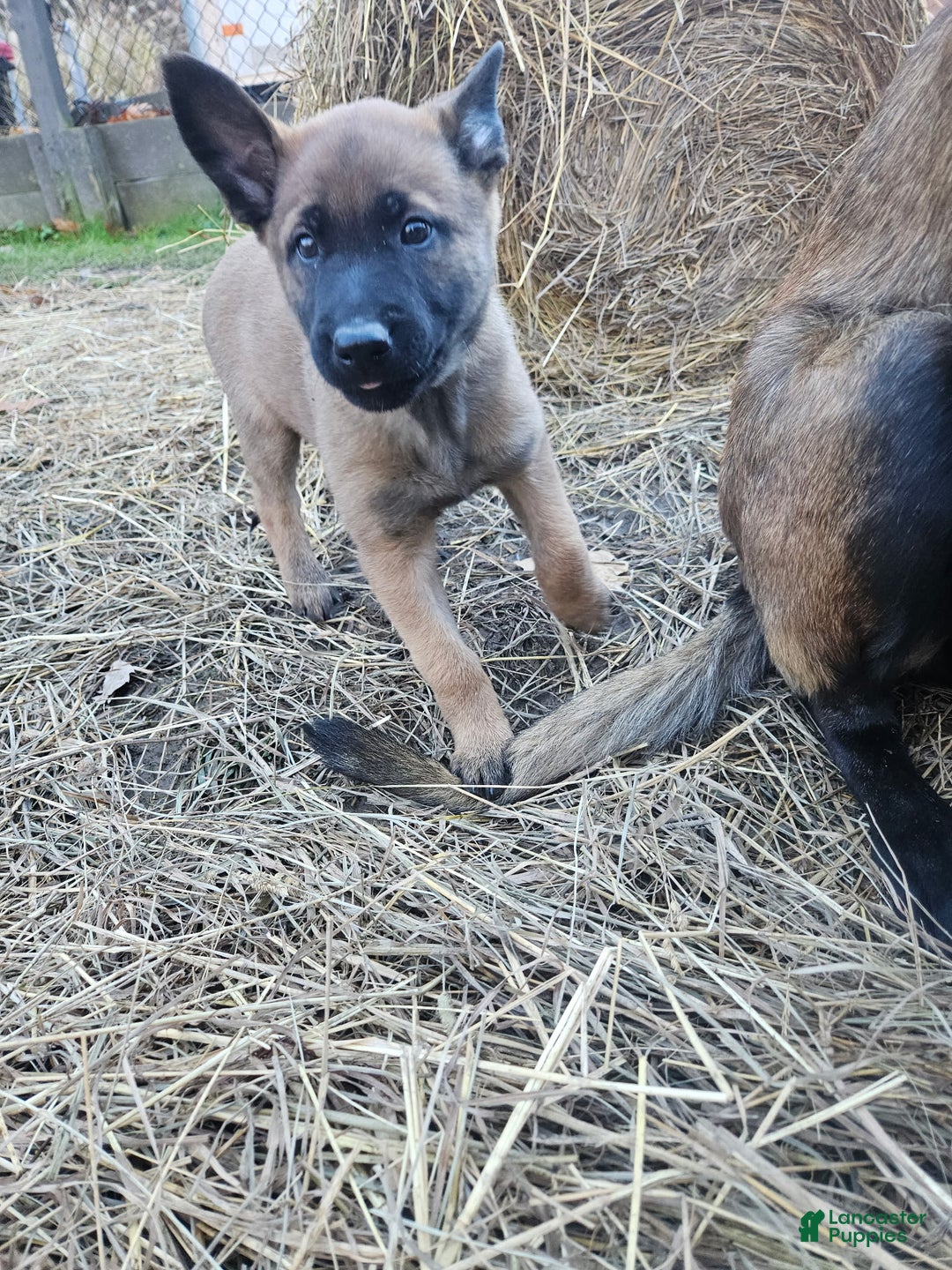 Belgian Malinois dogs for sale: Dark Green  - Ad 8