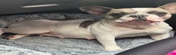 French Bulldog dogs for sale: French Bulldog Puppy 1 - Ad 4