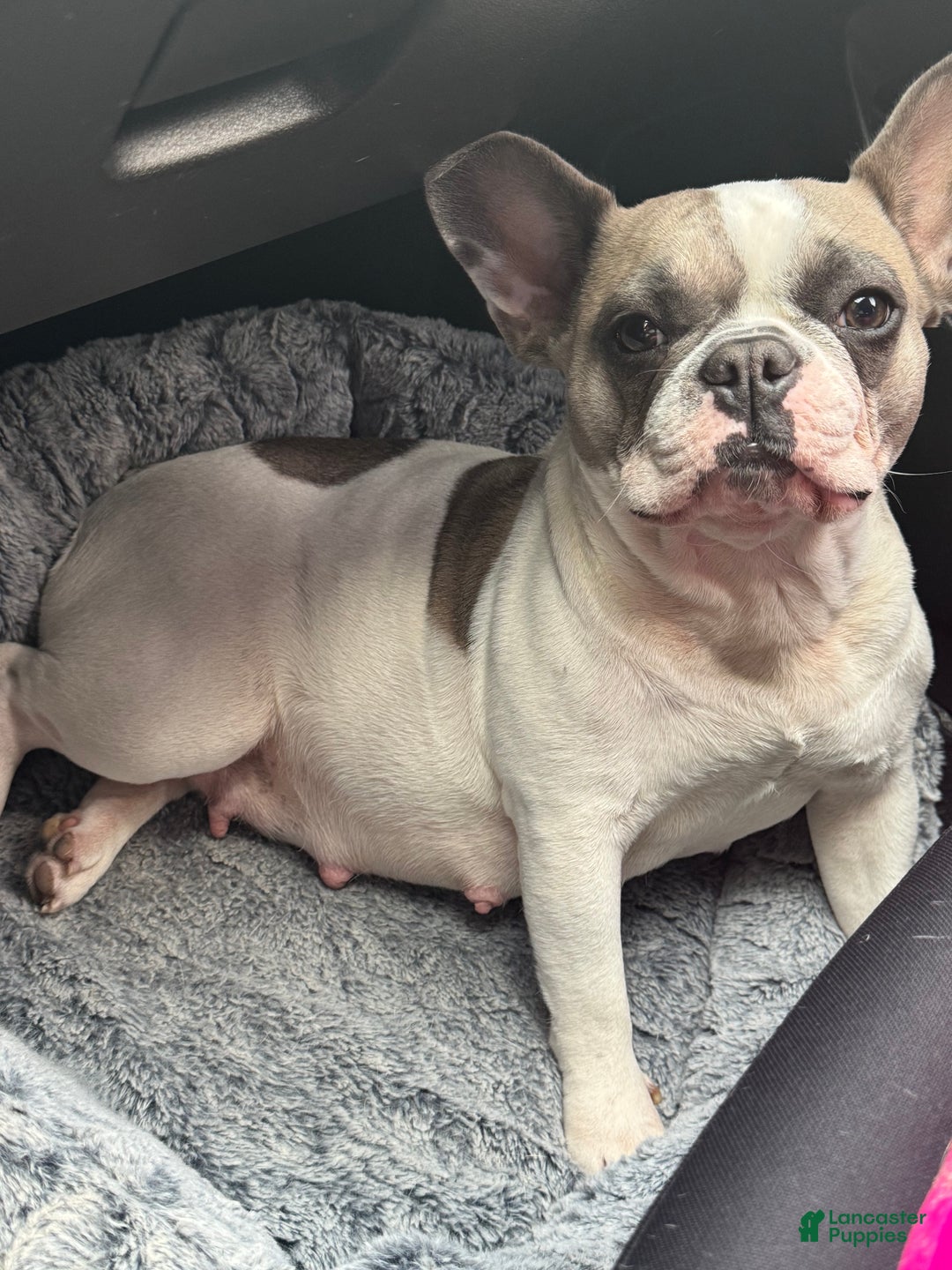 French Bulldog dogs for sale: French Bulldog Puppy 1 - Ad 4