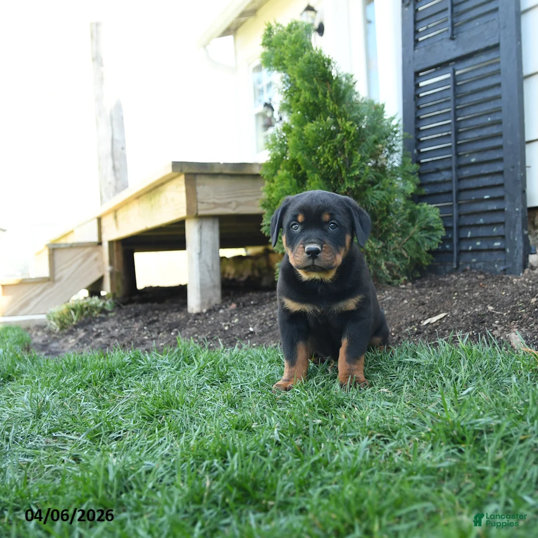 Rottweiler dogs for sale: Cherry - Ad 2