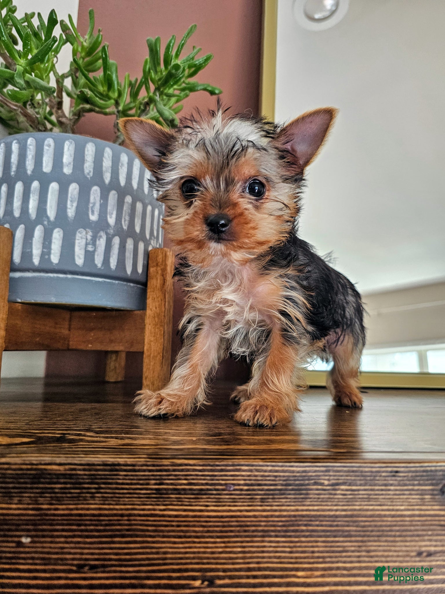 Yorkshire Terrier dogs Bently - Ad 33