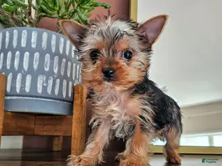 Yorkshire Terrier dogs Bently - Ad 3