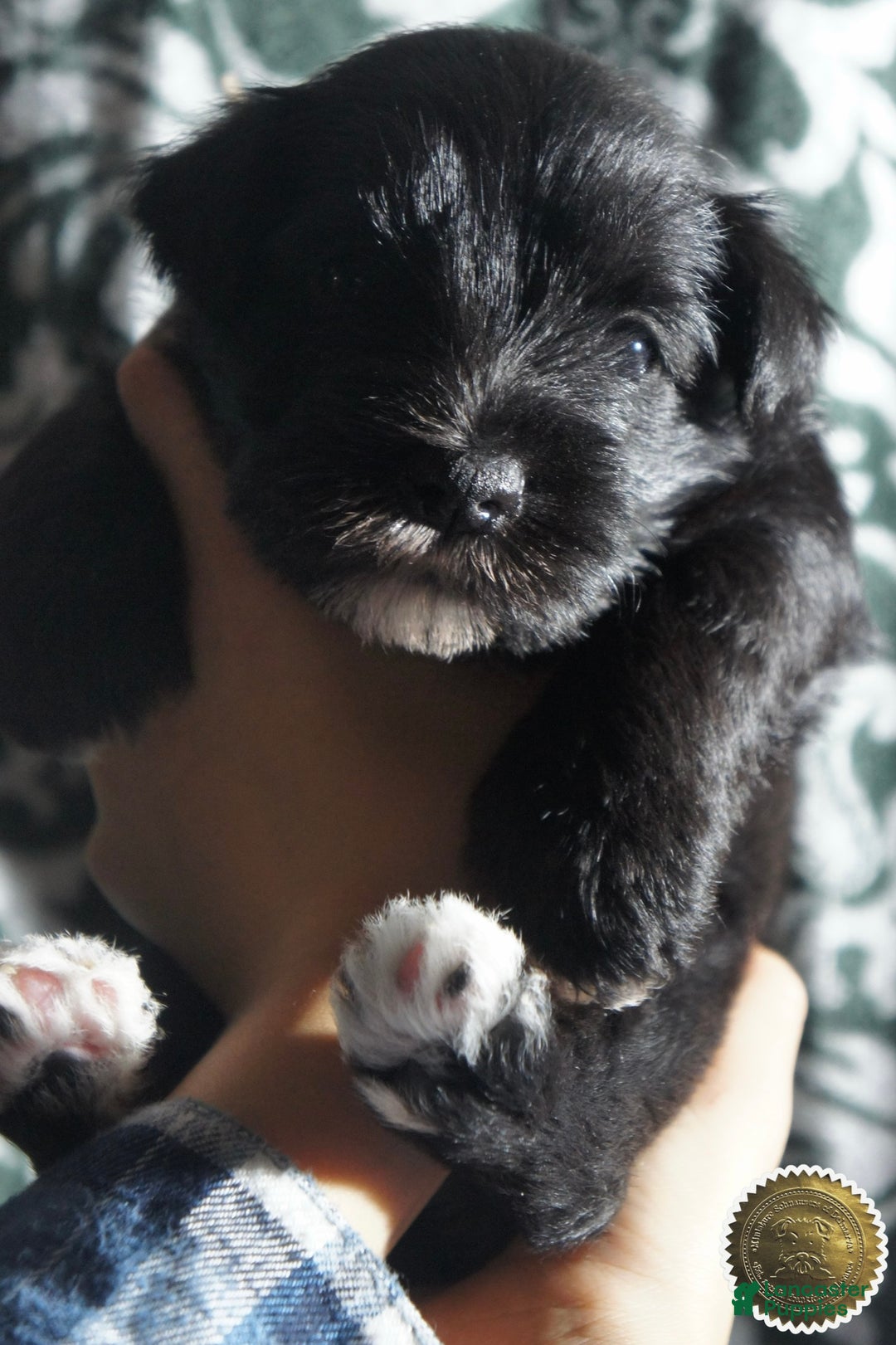 Miniature Schnauzer dogs for sale: Chloe - Ad 10