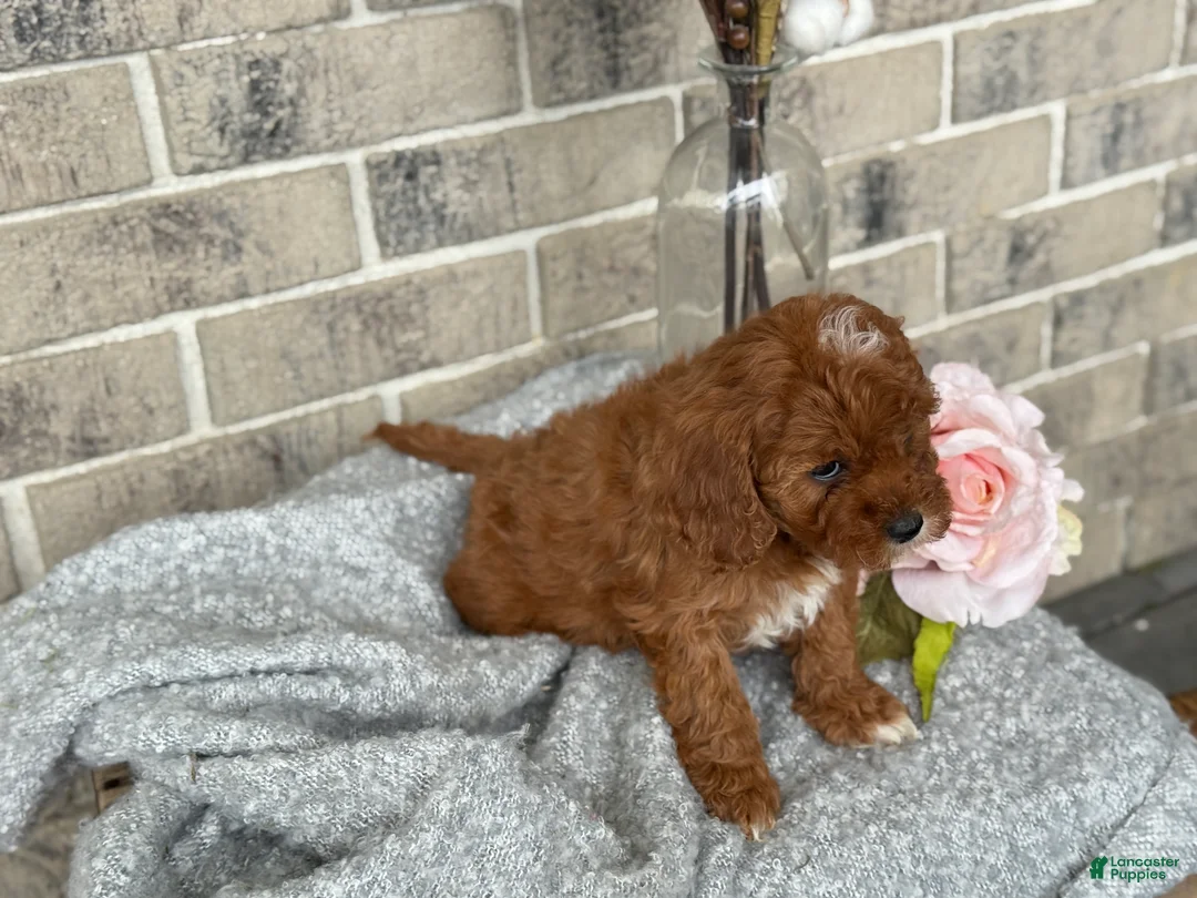 Cavapoo dogs for sale: Kassie - Ad 9