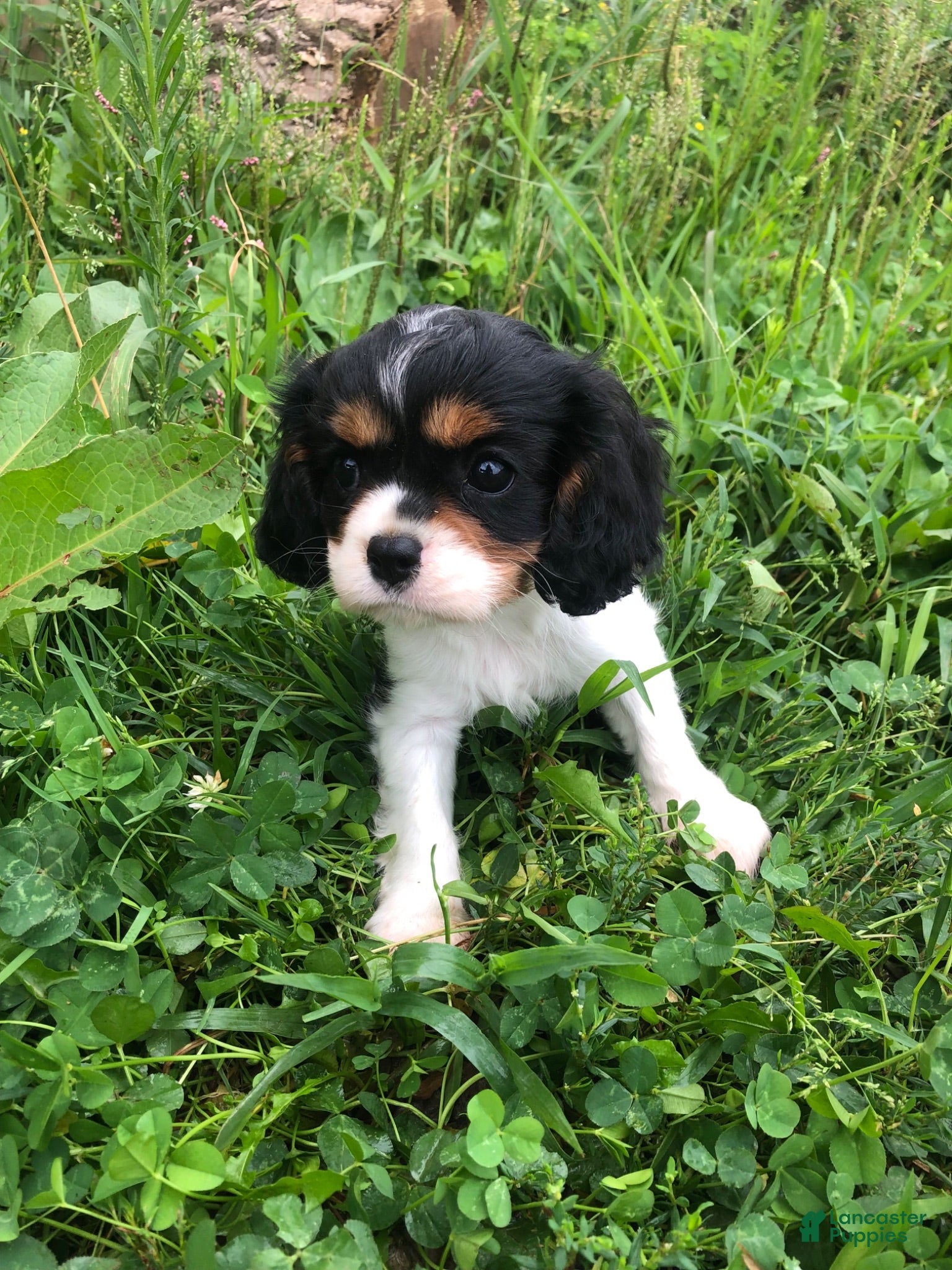 Cavalier King Charles Spaniel dogs Della - Ad 2