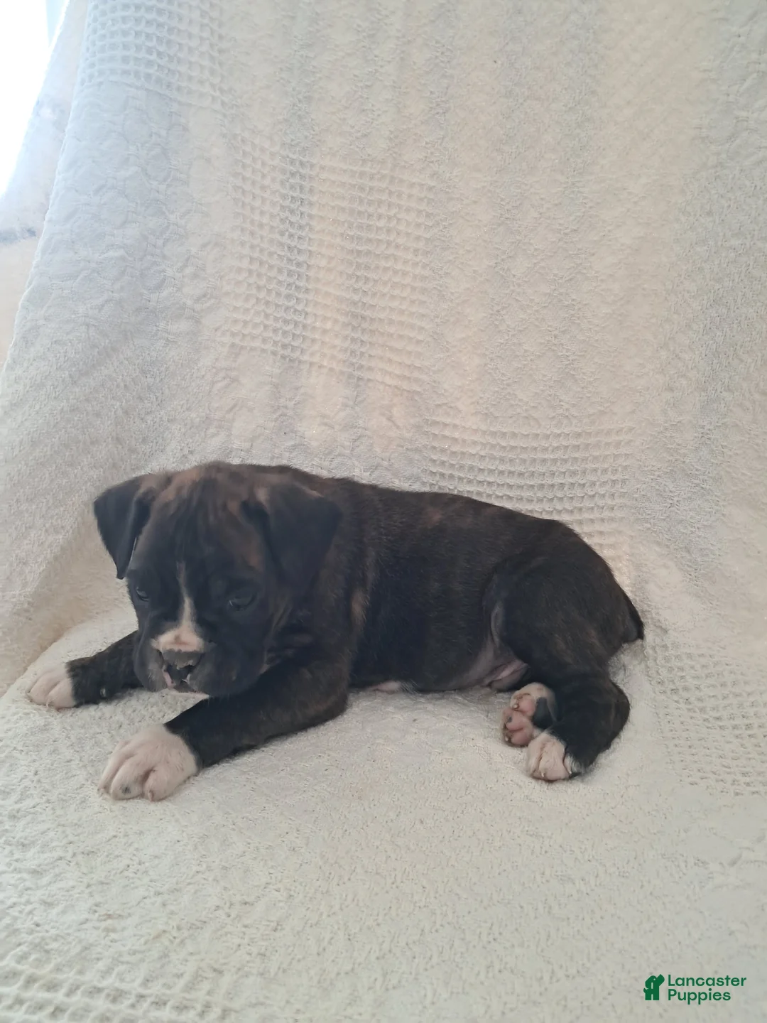 Boxer dogs for sale: Spotty - Ad 5