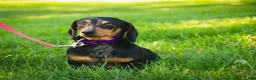 Miniature Dachshund dogs for sale: Rusty Miniature Dachshund  - Ad 8