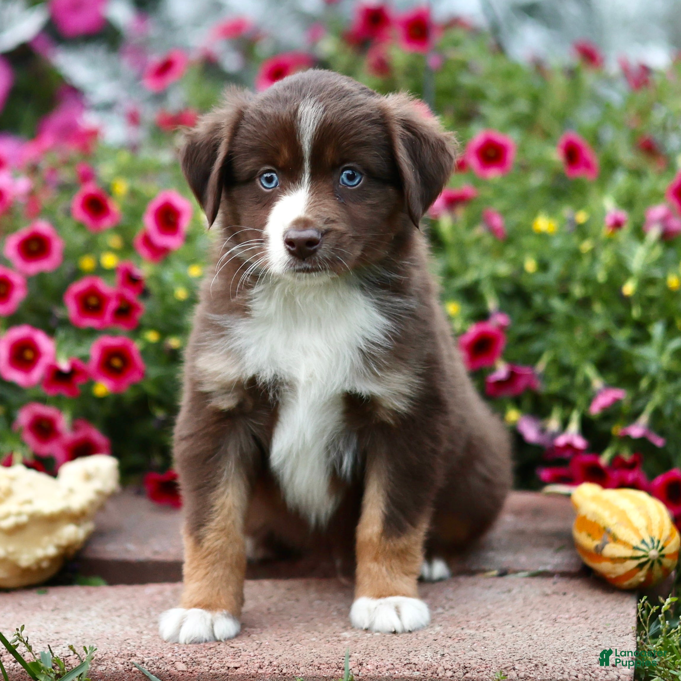 Miniature Australian Shepherd dogs Luke - Ad 2