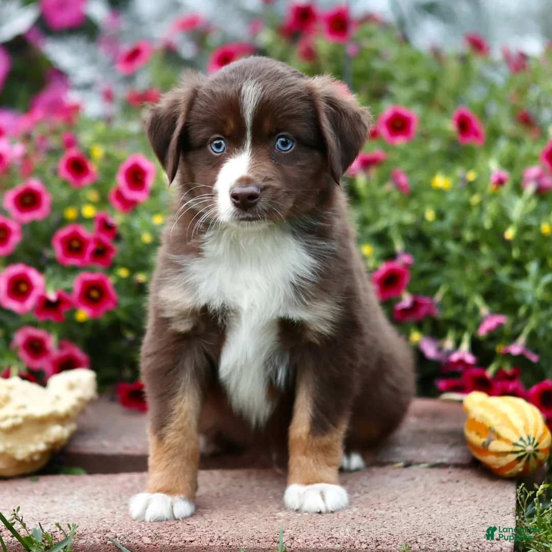 Miniature Australian Shepherd dogs for sale: Luke - Ad 2