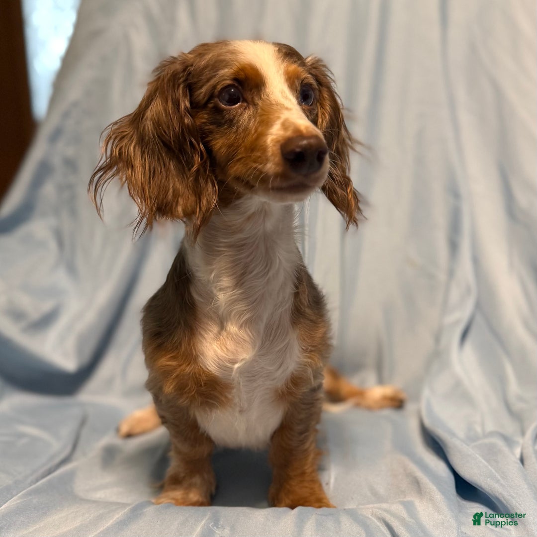 Miniature Dachshund dogs for sale: Sunny - Ad 7