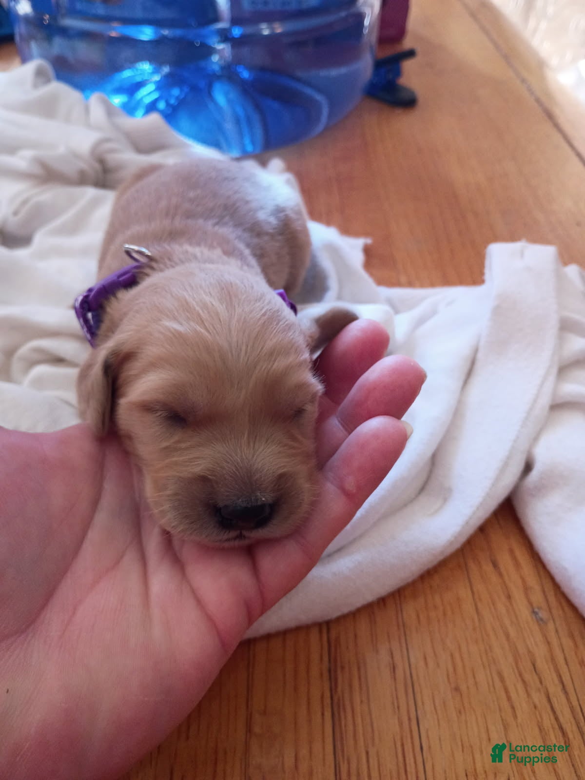 Golden Retriever dogs Golden Retriever Female 7 - Ad 1