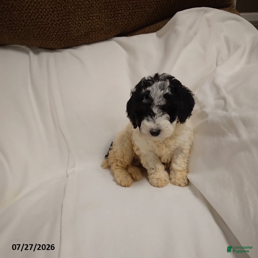 Miniature Poodle dogs Molly - Ad 1