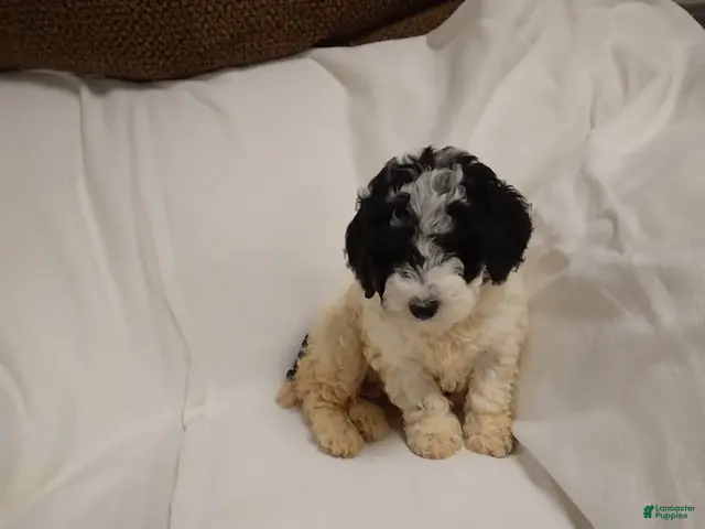 Miniature Poodle dogs for sale: Molly - Ad 1