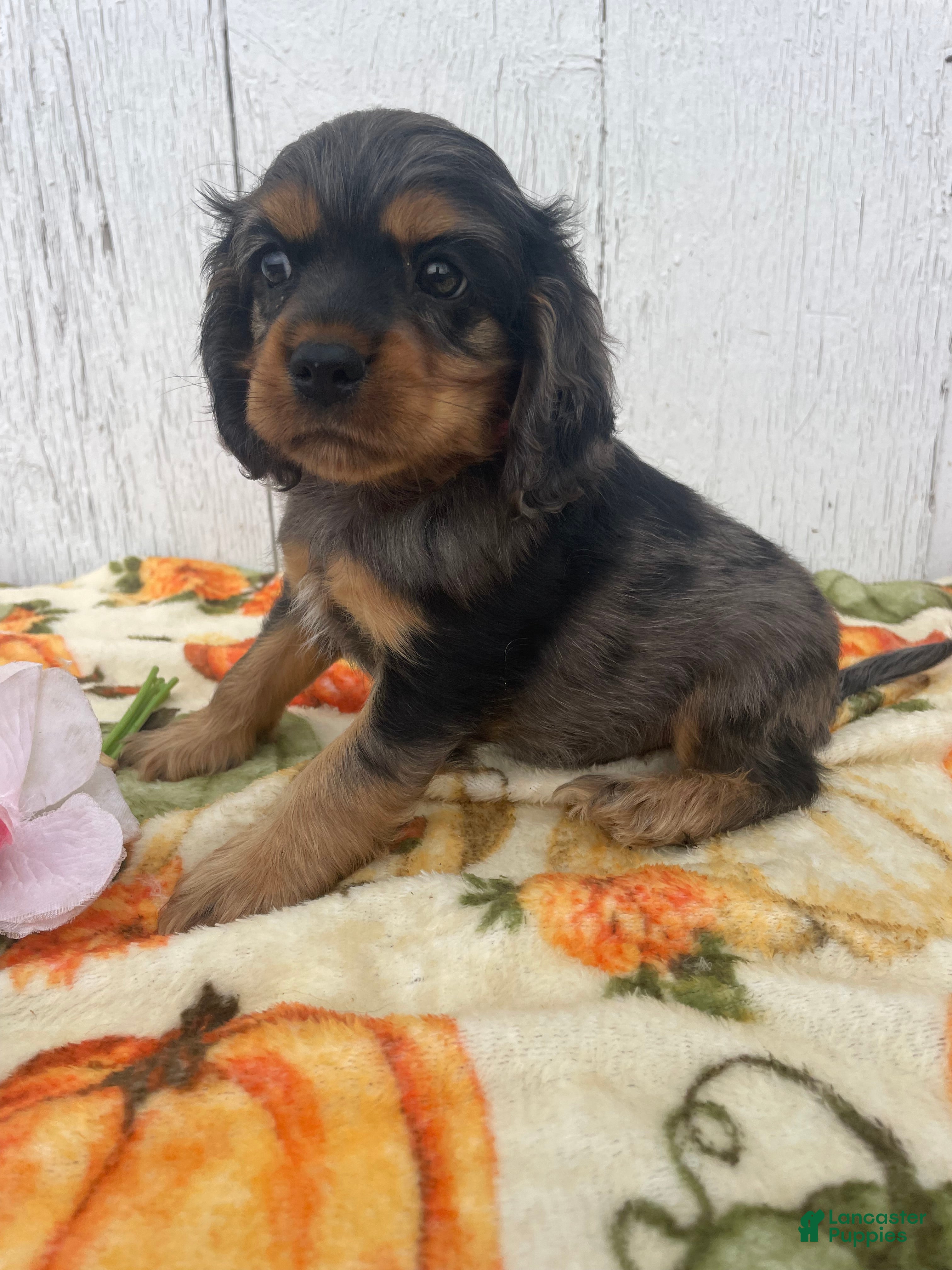 Cocker Spaniel dogs Muggles - Ad 2