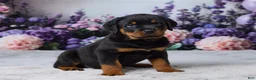 Rottweiler dogs for sale: Rocky - Ad 4