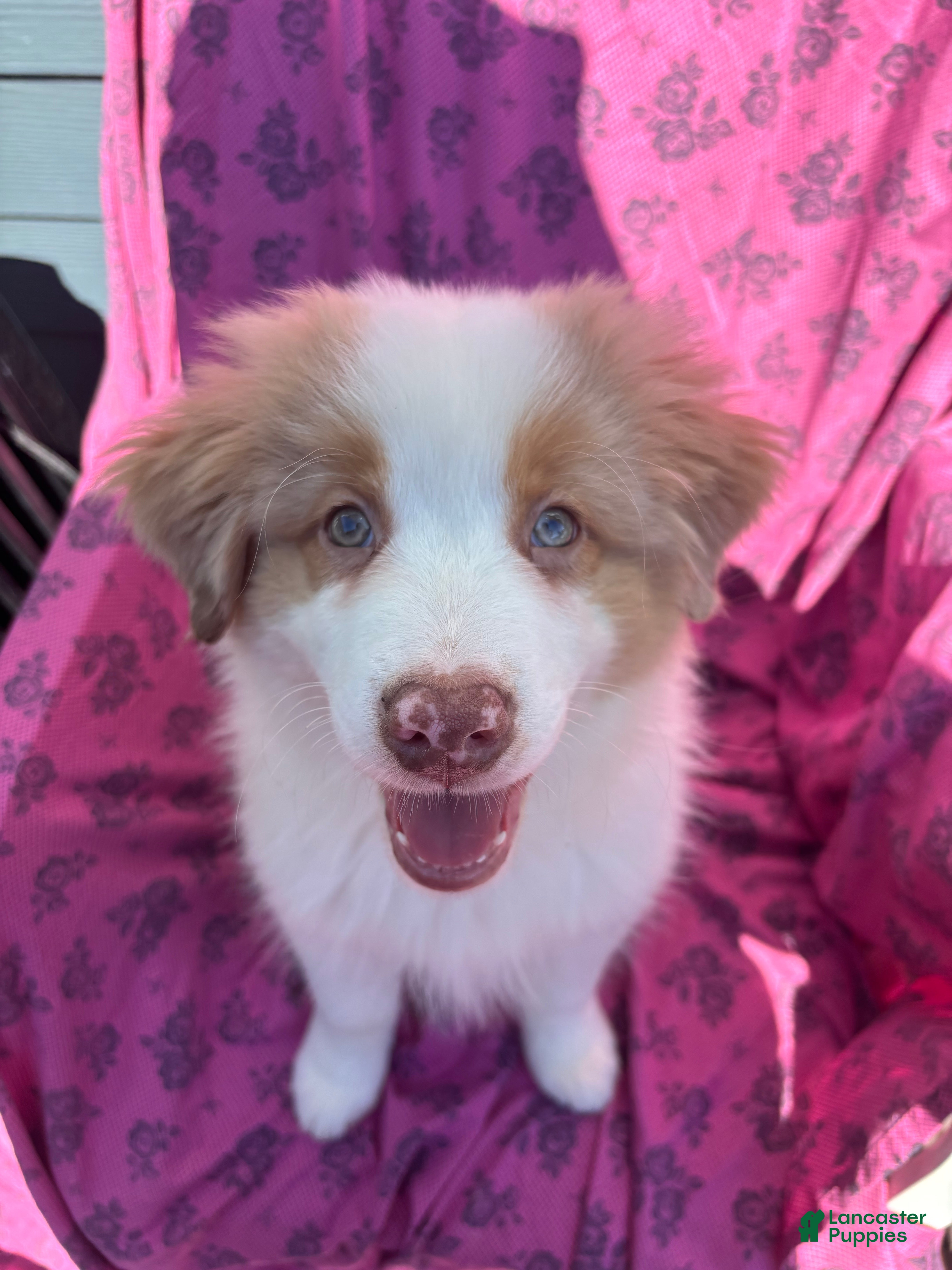 Australian Shepherd dogs Australian Shepherd Puppy 1 - Ad 40