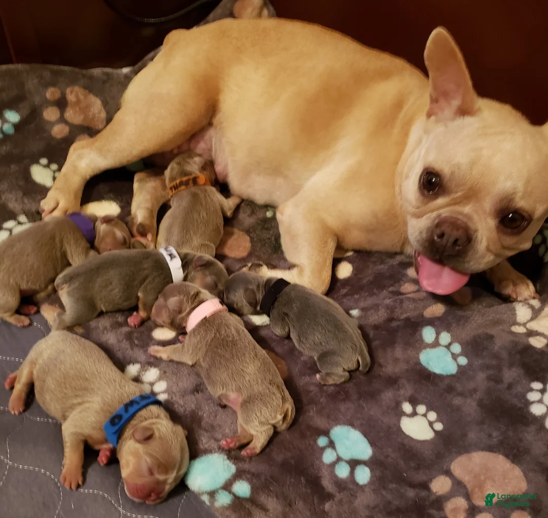 French Bulldog dogs for sale: AKC French Bulldog 💙 Blue Blaze  - Ad 13