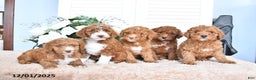 Mini Goldendoodle dogs for sale: Justin - Ad 5