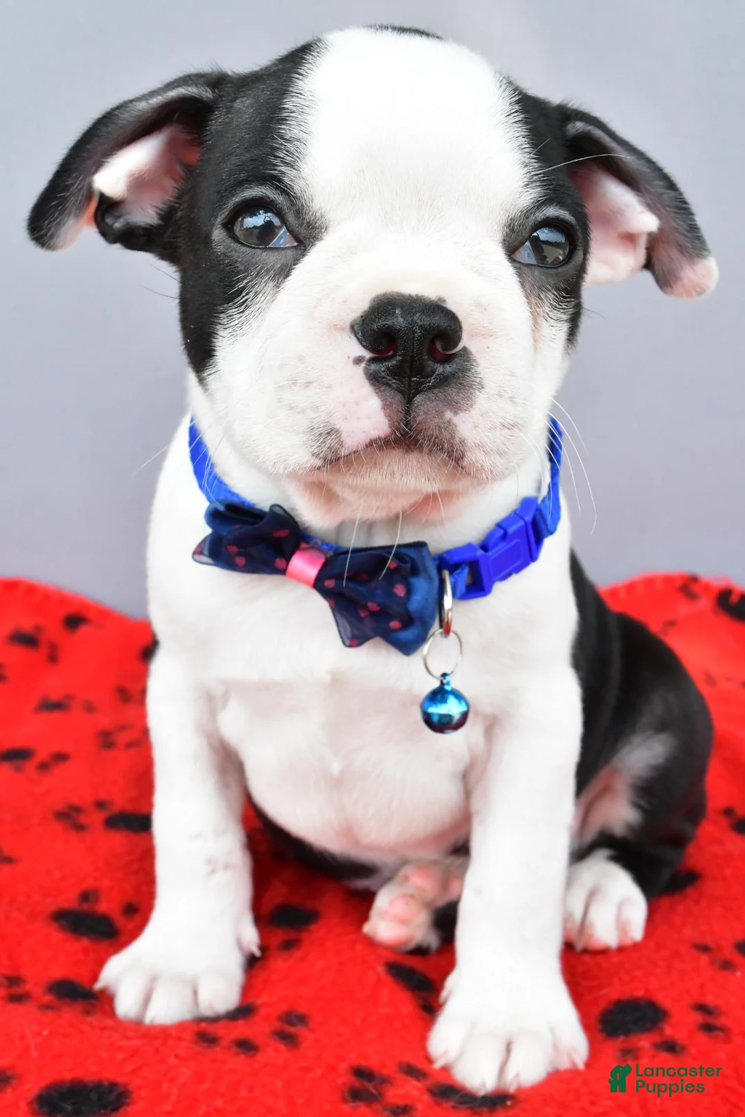 Boston Terrier dogs for sale: Sylis - Ad 2