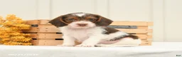 Mixed Breed dogs for sale: Finley - Ad 2