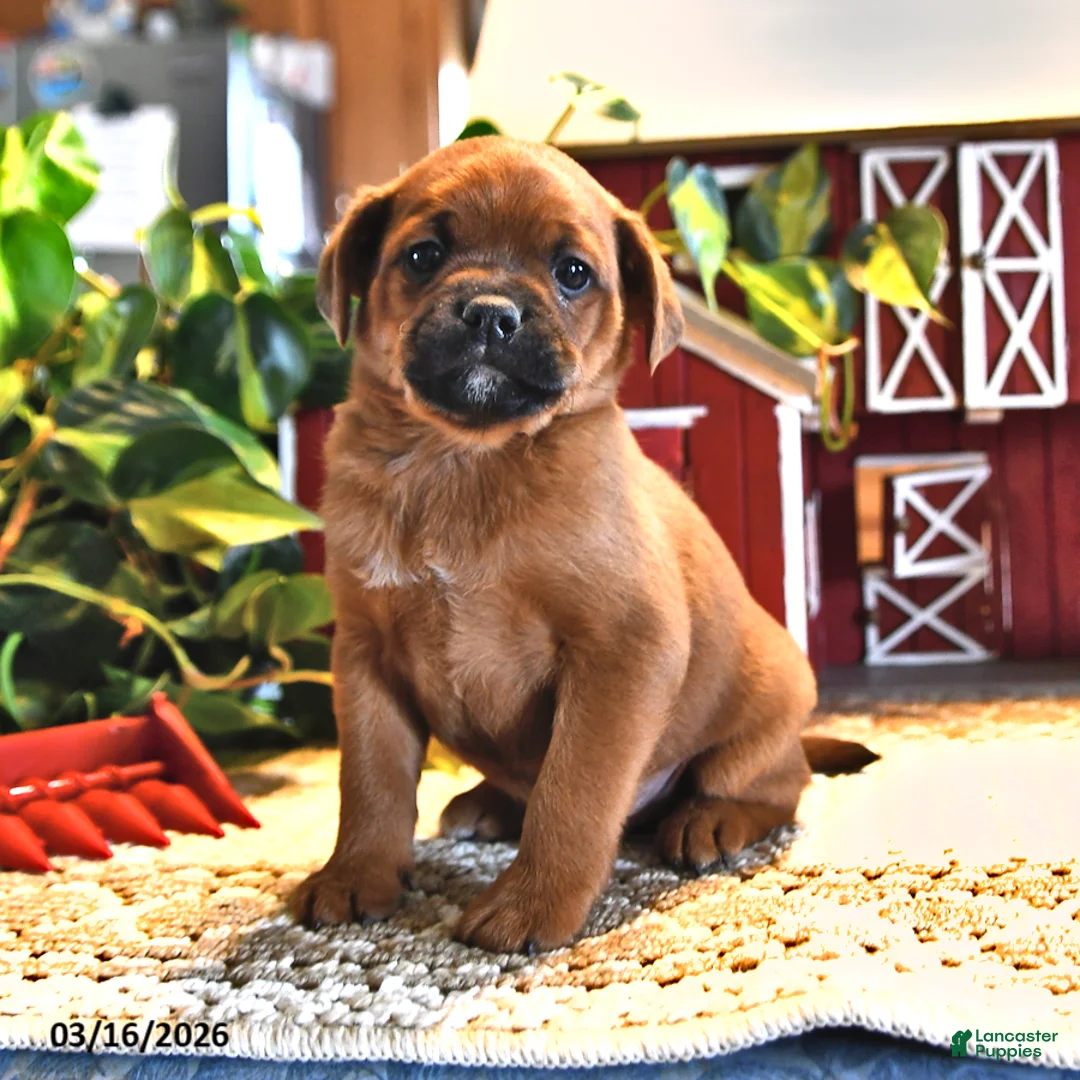 Mixed Breed dogs for sale: Laddie - Ad 1
