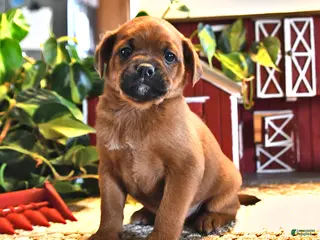 Mixed Breed dogs for sale: Laddie - Ad 2