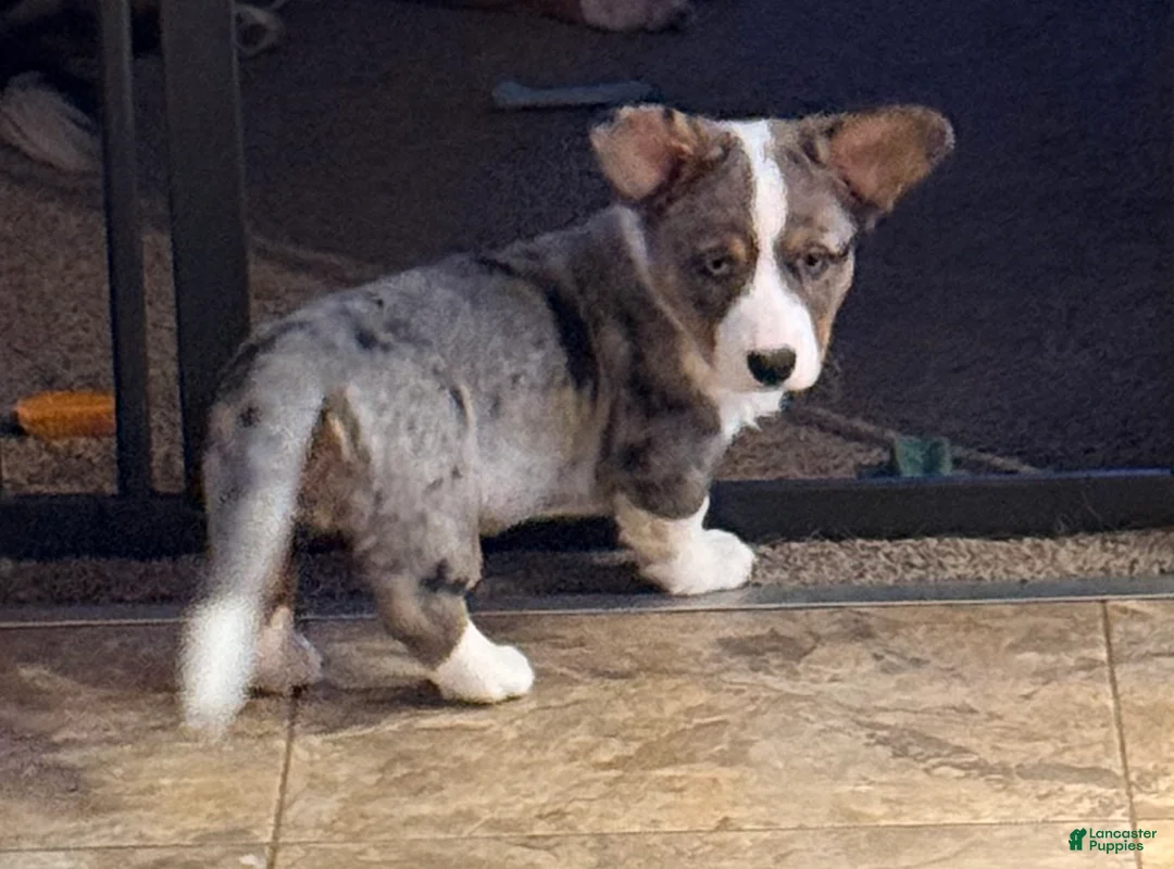 Welsh Corgi Cardigan dogs for sale: Bailie - Ad 4