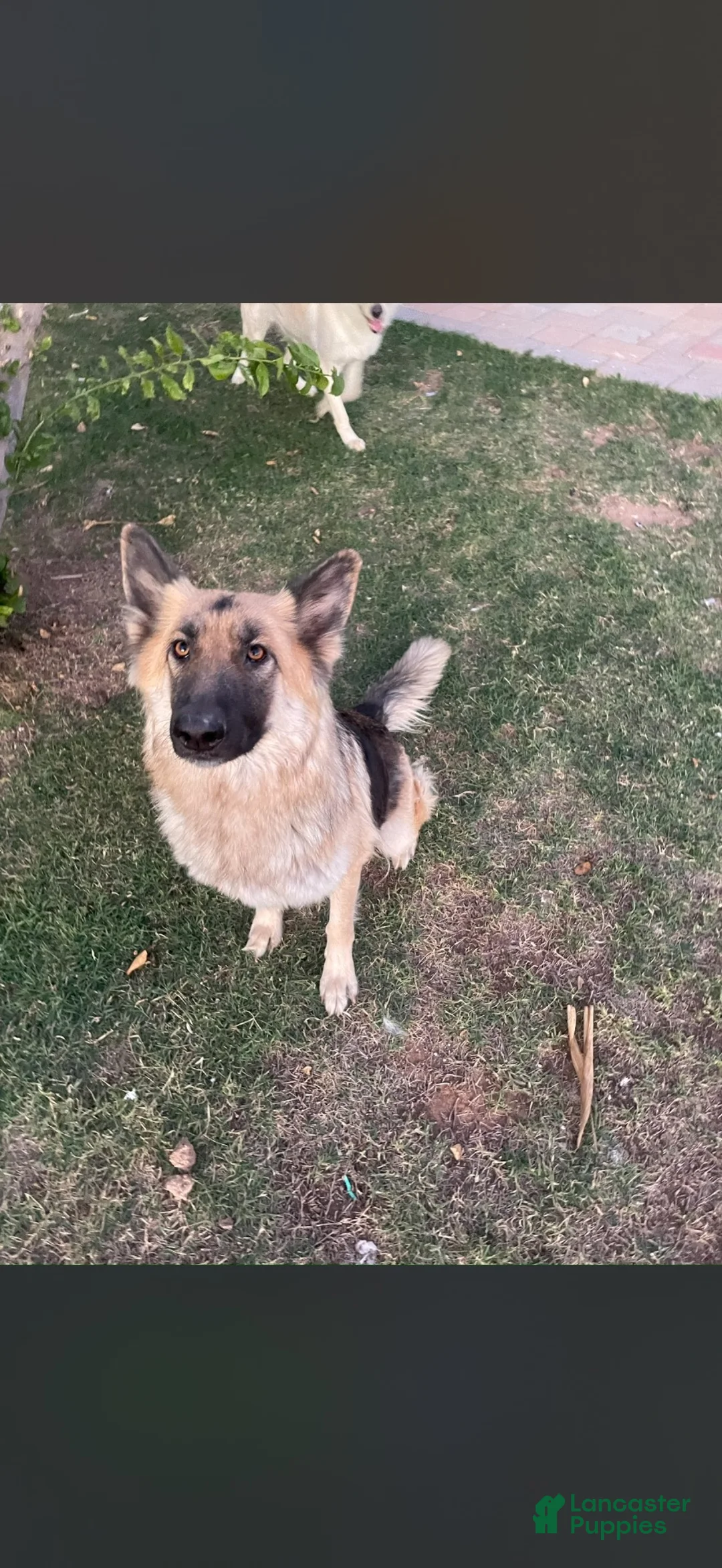 German Shepherd dogs for sale: German Shepherd 2 - Ad 2