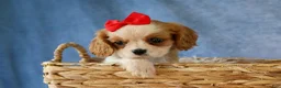 Cavalier King Charles Spaniel dogs for sale:  Nugget🐾 - Ad 12
