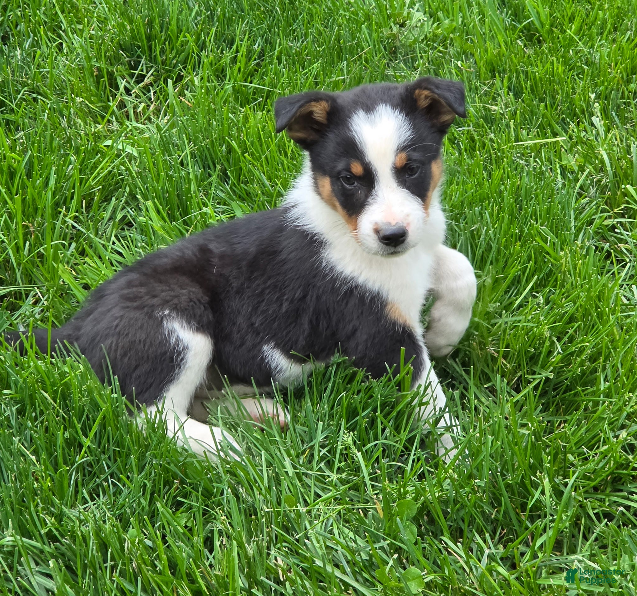 Mixed Breed dogs Boomer - Ad 11