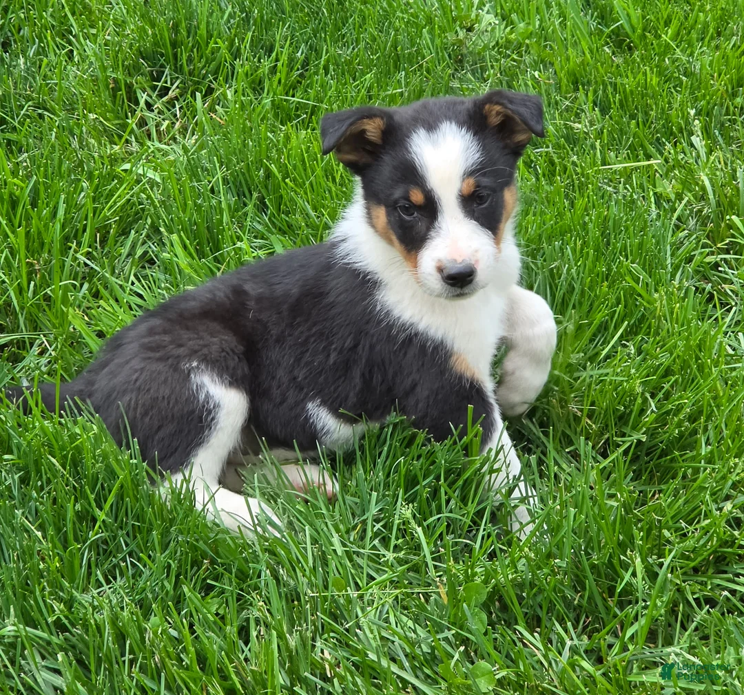 Mixed Breed dogs for sale: Boomer - Ad 1