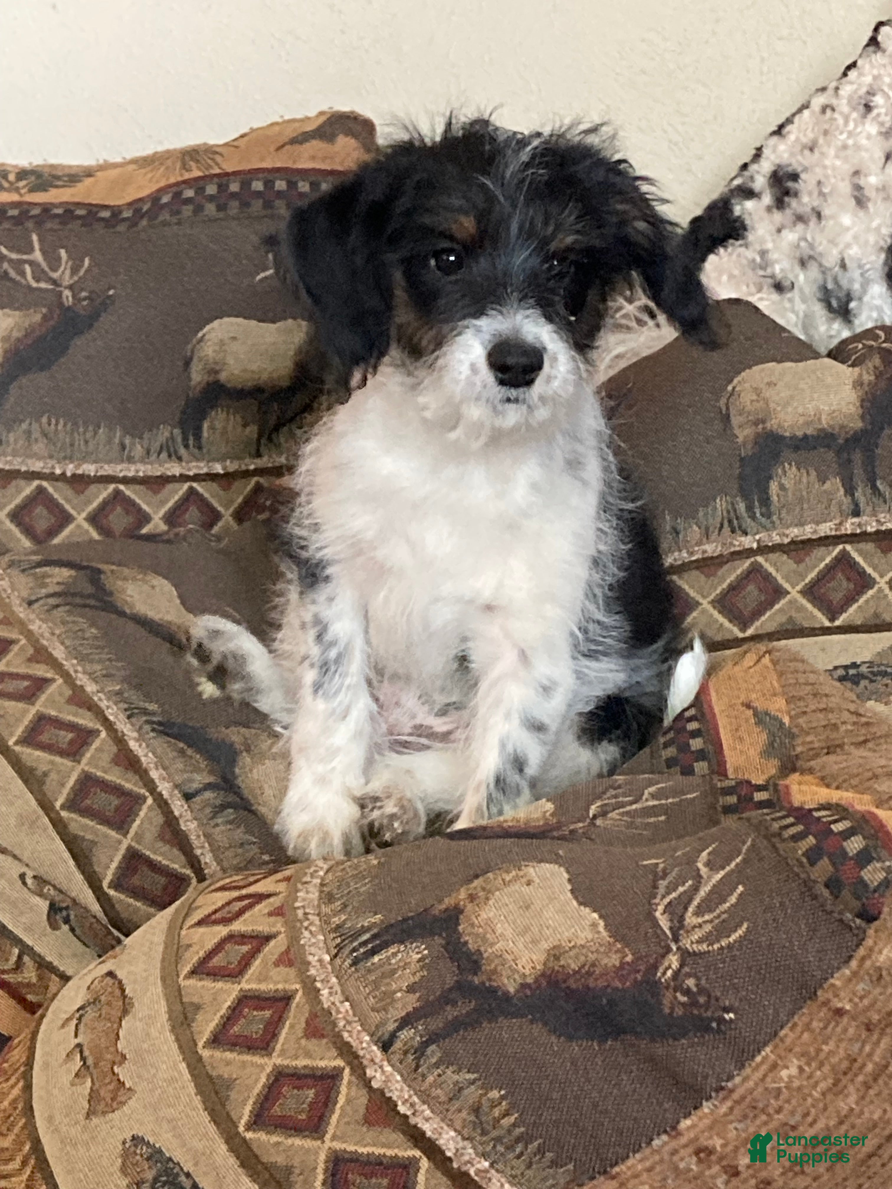 Mini Aussiedoodle dogs Miniature Aussiedoodle Sophie - Ad 1