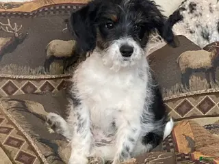 Mini Aussiedoodle dogs for sale: Miniature Aussiedoodle Sophie - Ad 2