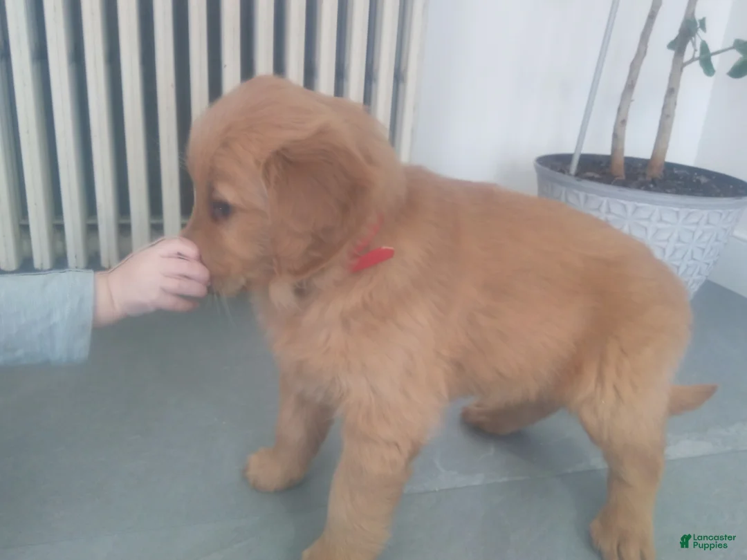 Golden Retriever dogs for sale: Honey – (dark green collar)“I’m the sunshine of the litter!” - Ad 5