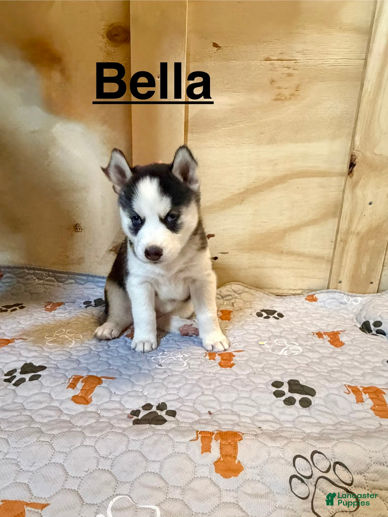 Siberian Husky dogs Siberian Husky Puppy 6 - Ad 2
