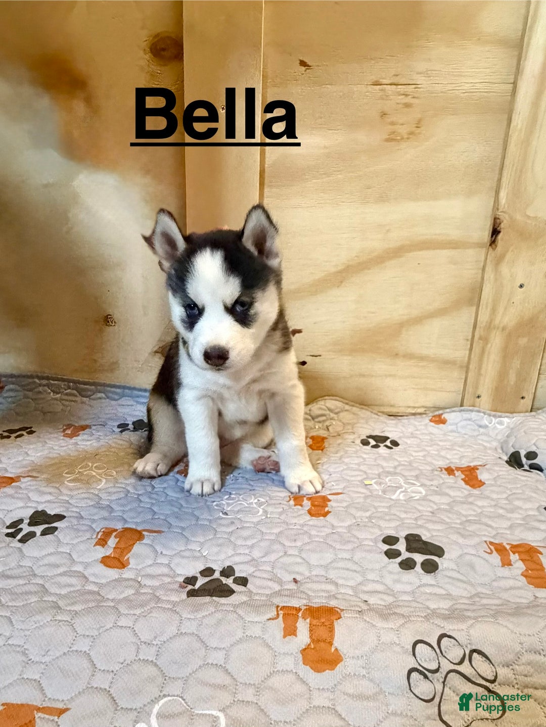 Siberian Husky dogs for sale: Siberian Husky Puppy 6 - Ad 1