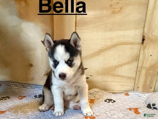 Siberian Husky dogs Siberian Husky Puppy 6 - Ad 4