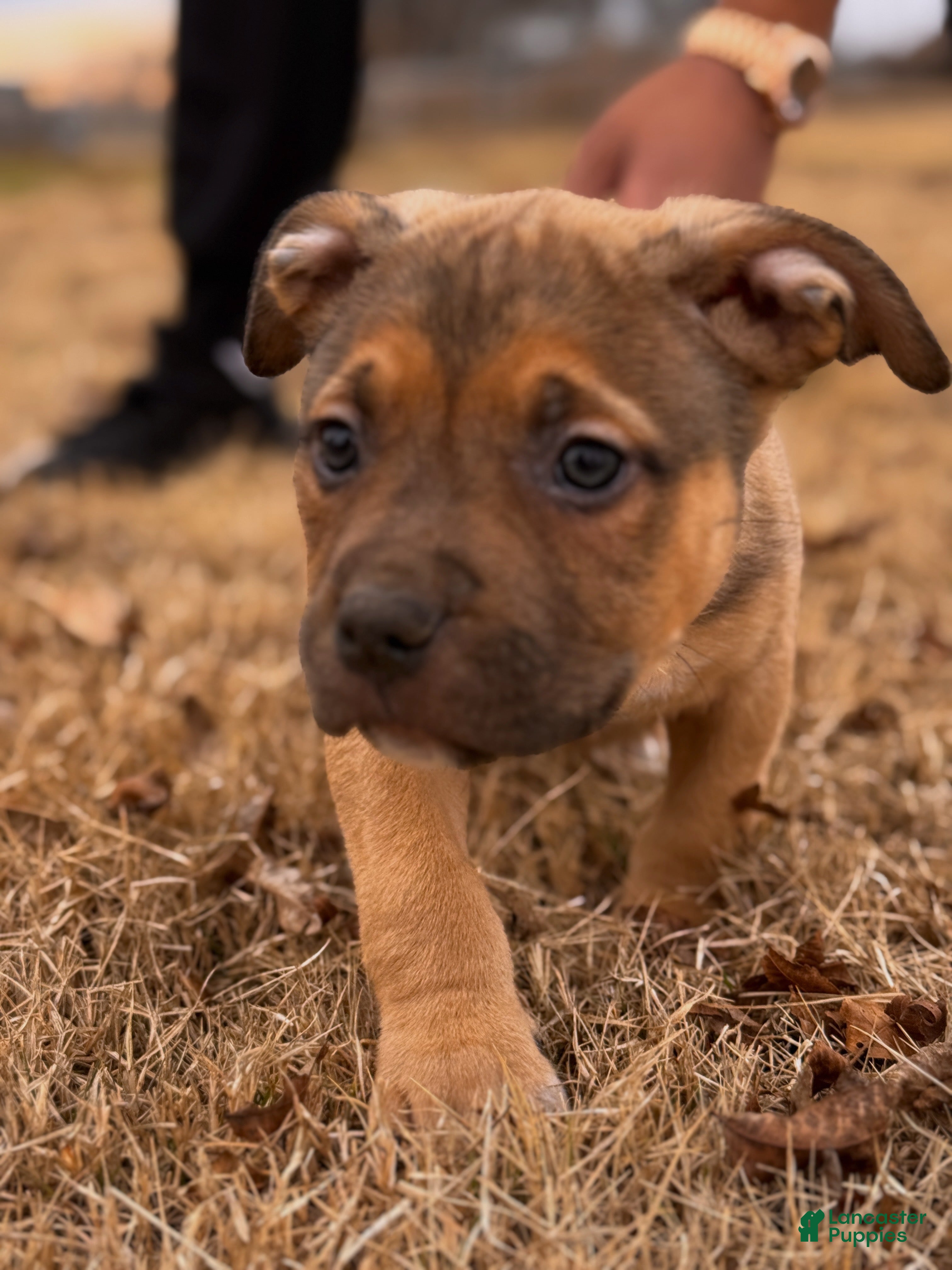 American Bully dogs Rocky (Bossy Kennels BL Sable XL Bully) - Ad 2