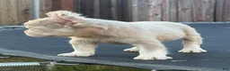 French Bulldog dogs for sale: Carlito  - Ad 4