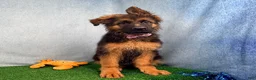 German Shepherd dogs for sale: Orchid - Ad 5
