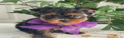 Yorkshire Terrier dogs for sale: Pearl - Ad 13