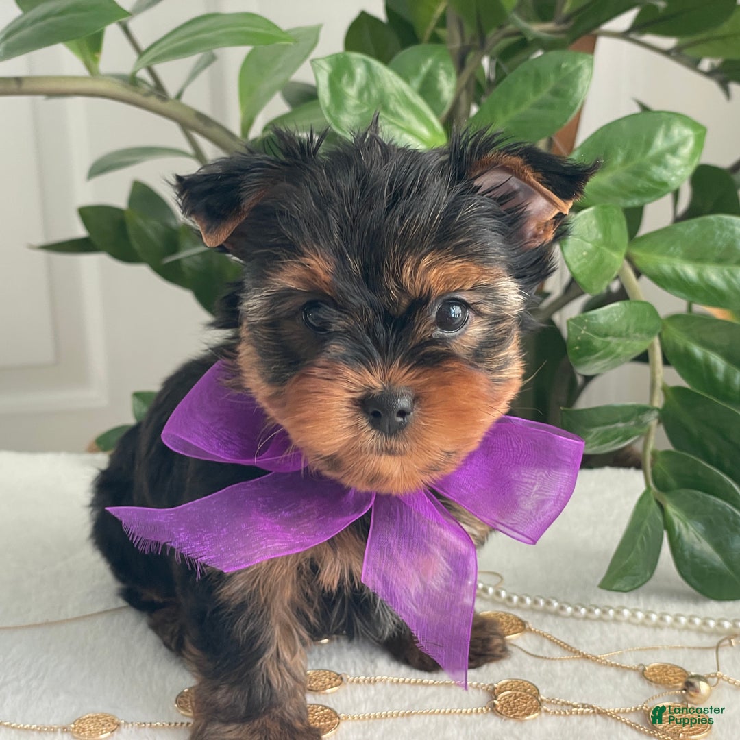 Yorkshire Terrier dogs for sale: Pearl - Ad 13