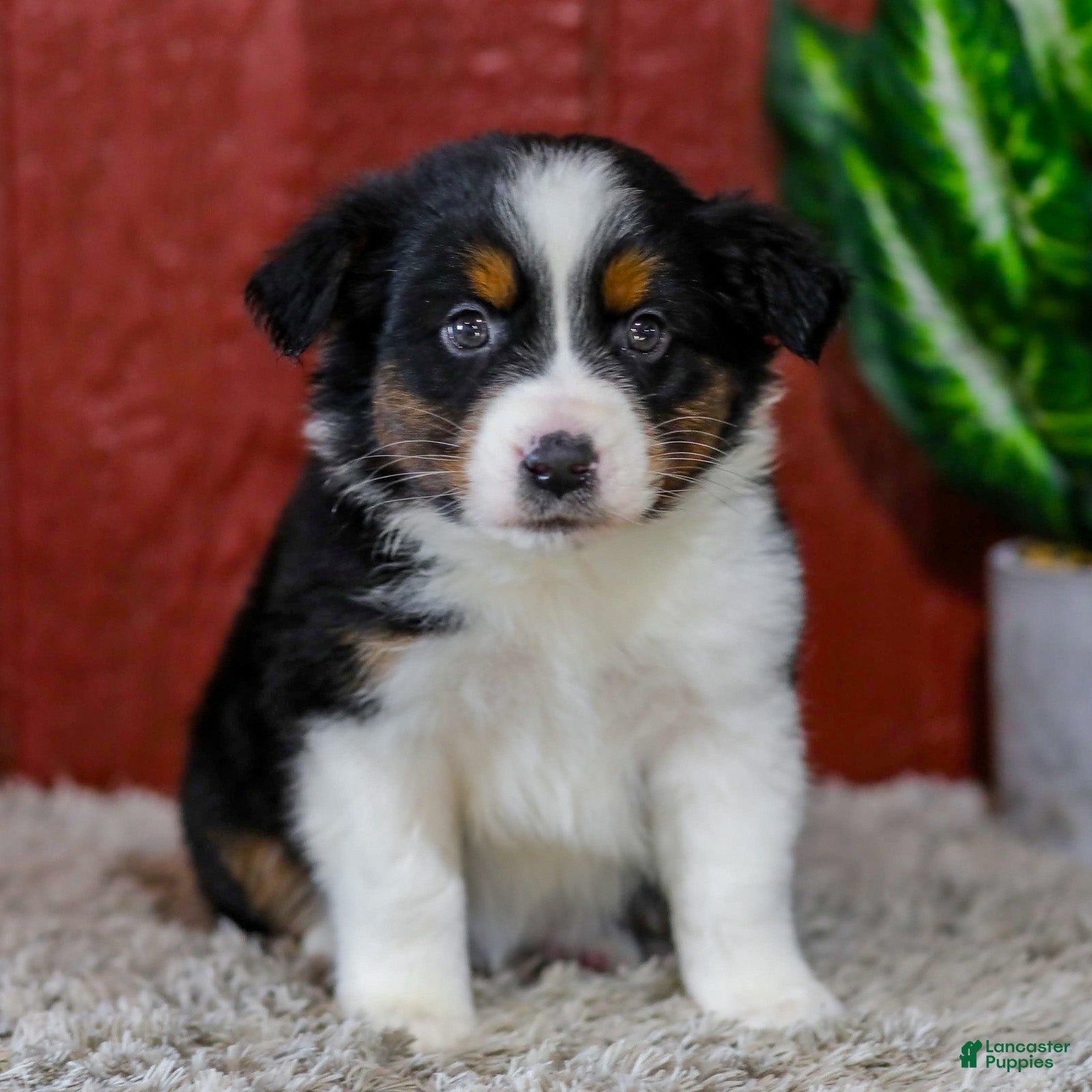 Miniature Australian Shepherd dogs for sale: Yates - Ad 3