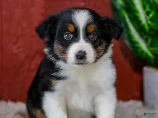 Miniature Australian Shepherd dogs for sale: Yates - Ad 3