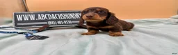 Miniature Dachshund dogs for sale: Miniature Dachshund Puppy 3 - Ad 4