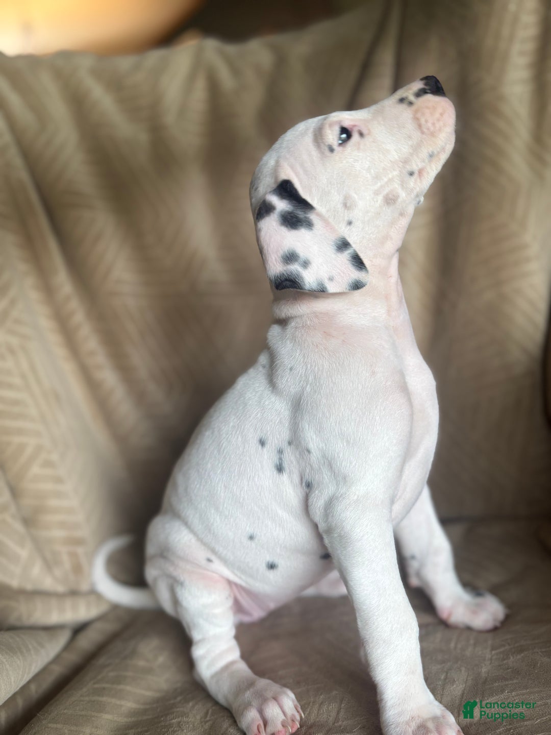 Mixed Breed dogs for sale: Samuel - Ad 25